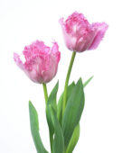 Tulipa Santander