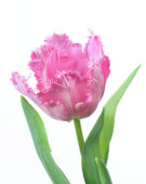 Tulipa Santander