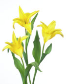 Tulipa Seattle