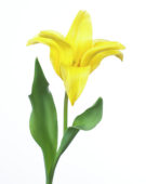 Tulipa Seattle