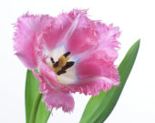 Tulipa Santander