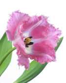 Tulipa Santander