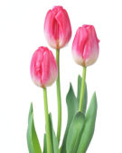 Tulipa Supermodel