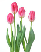 Tulipa Supermodel
