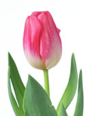 Tulipa Supermodel