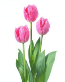 Tulipa Cacharel