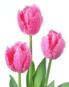 Tulipa Cacharel