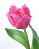 Tulipa Cacharel