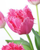 Tulipa Cacharel