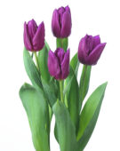 Tulipa Laptop