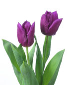 Tulipa Laptop