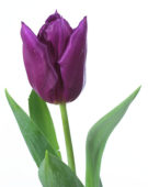 Tulipa Laptop