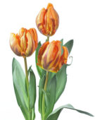 Tulipa Prinses Irene Parrot