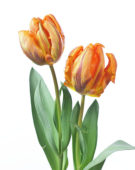 Tulipa Prinses Irene Parrot