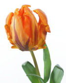 Tulipa Prinses Irene Parrot