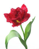 Tulipa Lion King