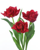 Tulipa Lion King