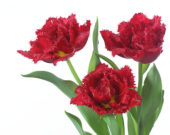 Tulipa Lion King