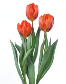 Tulipa Hermitage