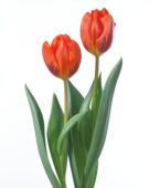 Tulipa Hermitage
