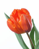 Tulipa Hermitage