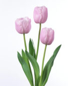 Tulipa Pink Diamond