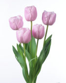 Tulipa Pink Diamond