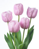 Tulipa Pink Diamond