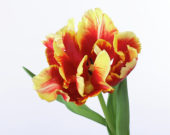 Tulipa Dee Jay Parrot, Tulipa Deejay Parrot