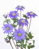 Anemone blanda