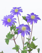 Anemone blanda