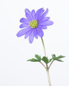 Anemone blanda