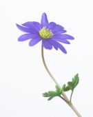 Anemone blanda