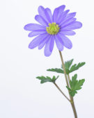 Anemone blanda
