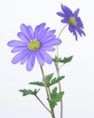 Anemone blanda