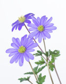 Anemone blanda
