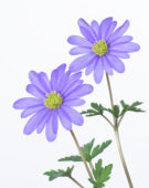 Anemone blanda