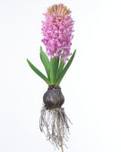 Hyacinthus