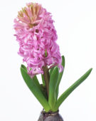 Hyacinthus