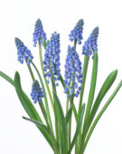 Muscari Big Smile®
