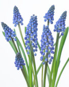 Muscari Big Smile®