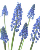 Muscari Big Smile®