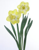 Narcissus Sabatini