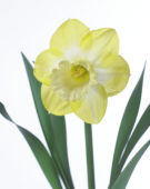Narcissus Sabatini