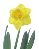 Narcissus Standfast