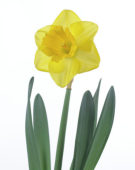 Narcissus Standfast