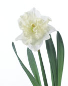 Narcissus Chantez
