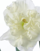 Narcissus Chantez