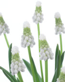 Muscari Siberian Tiger ®