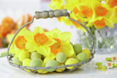 Daffodils in basket